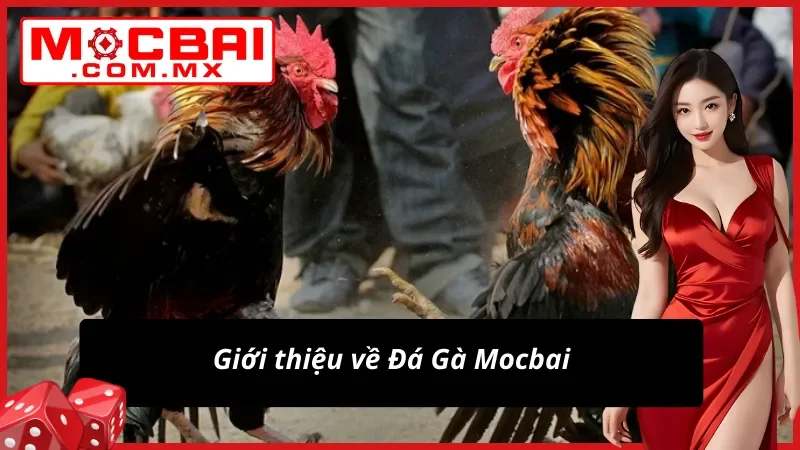 Đôi nét về dịch vụ cá cược Đá Gà