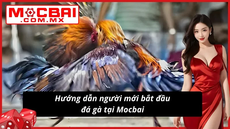 Hướng dẫn tân thủ Đá Gà Mocbai thắng lớn cùng nhà cái
