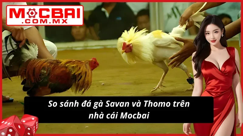 Đá Gà Savan và Thomo tuyệt đối chất lượng