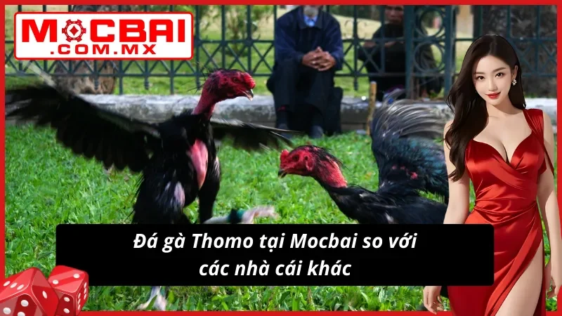 Trải nghiệm vượt trội cùng Đá Gà Thomo